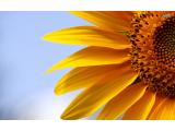 Sunflower Auction Company