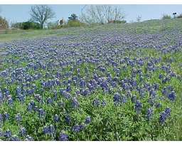 Bluebonnet Hill Estates & Antiques