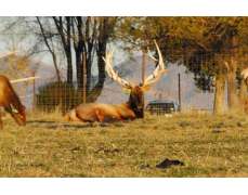 Antler Estate & Liquidation Sales
