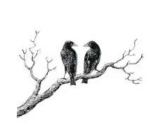 White Raven Estate Sales, LLC