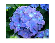 Hydrangeas' Country Boutique